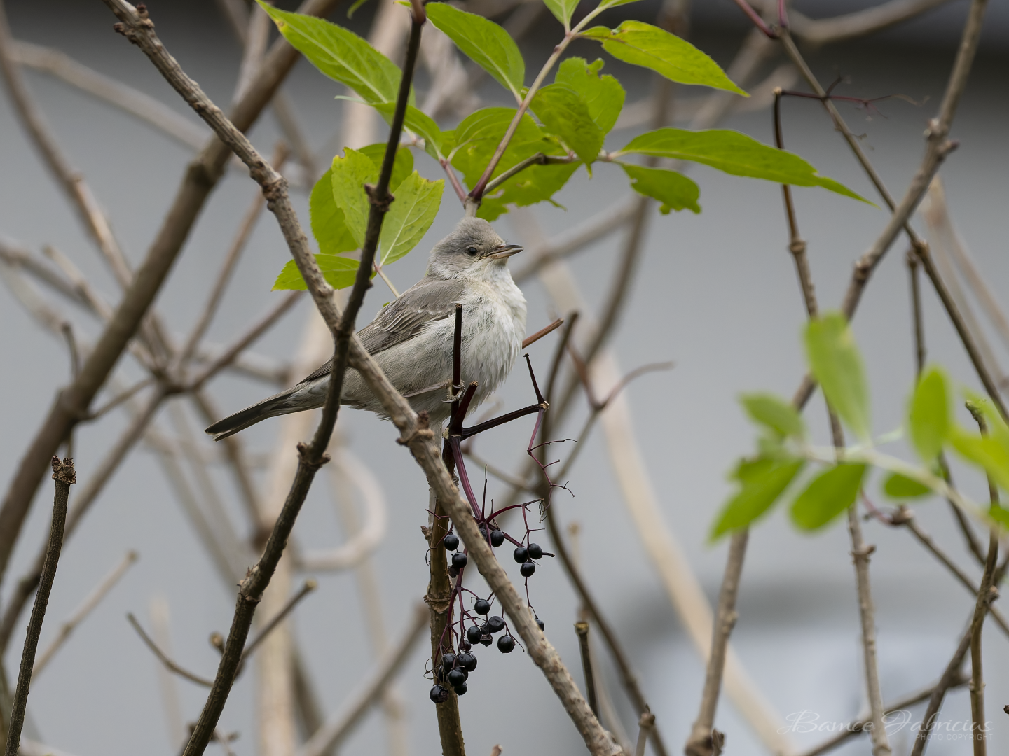 BF230987 DxO DeepPRIME XD2s Custom