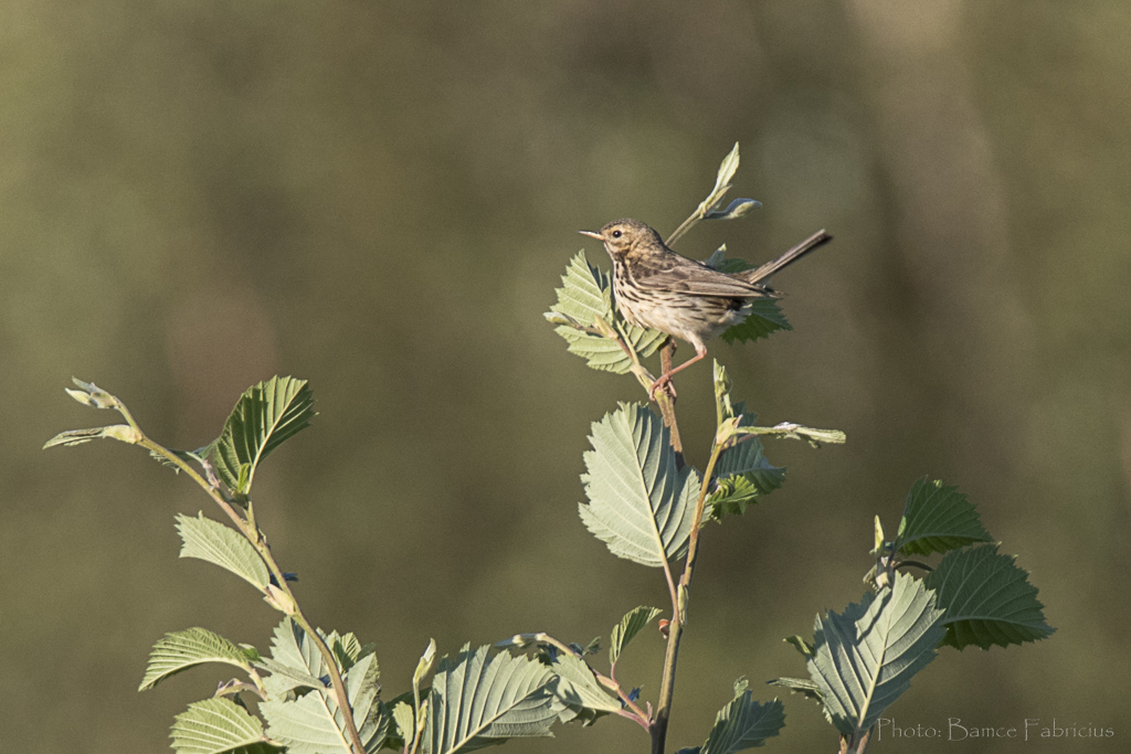 &Auml;ngspipl&auml;rka